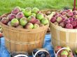 Autumn apples