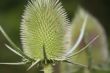 thorny plant