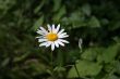 Simple flower