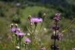 meadow flowers