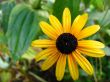 Yellow flower