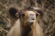 Bactrian Camel