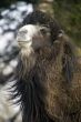 Bactrian Camel