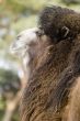 Bactrian Camel