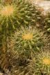 Barrel Cactus