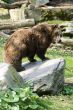 Brown Bear