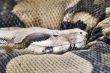 Burmese Python