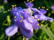 Spiderwort