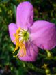 Virginia Meadow Beauty