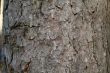 tree bark