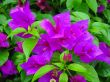fresh flower plant purple