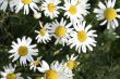 white flowers of a camomile