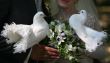 Wedding pigeons