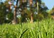 Dew on the grass in a park
