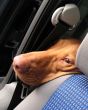 Dog in a car