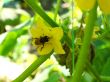 Small bee on the flower