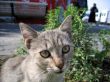 Cute cat