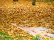 Autumn fall leaves