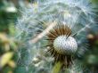 White dandelion on a green background