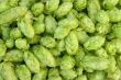 green hops