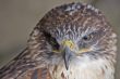 Ferruginous Buzzard