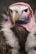 Lappet Faced Vulture