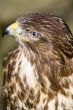 Common Buzzard