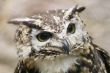 Ethiopian Eagle Owl