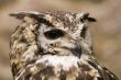 Ethiopian Eagle Owl