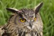 European Eagle Owl