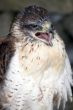 Ferruginous Buzzard