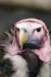 Lappet Faced Vulture