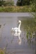 Mute Swan