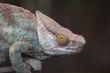Parsons Chameleon