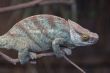 Parsons Chameleon