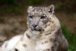 Snow Leopard