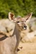 Greater Kudu