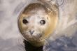 Harbour Seal