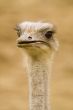 Ostrich