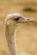 Ostrich