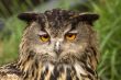 European Eagle Owl