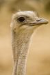 Ostrich