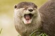 Eurasian River Otter