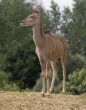 Greater Kudu