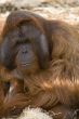 Male Orangutan