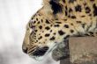 Amur Leopard