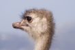 Ostrich