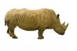 White Rhinoceros