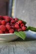 fresh  raspberry