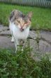 Cute cat